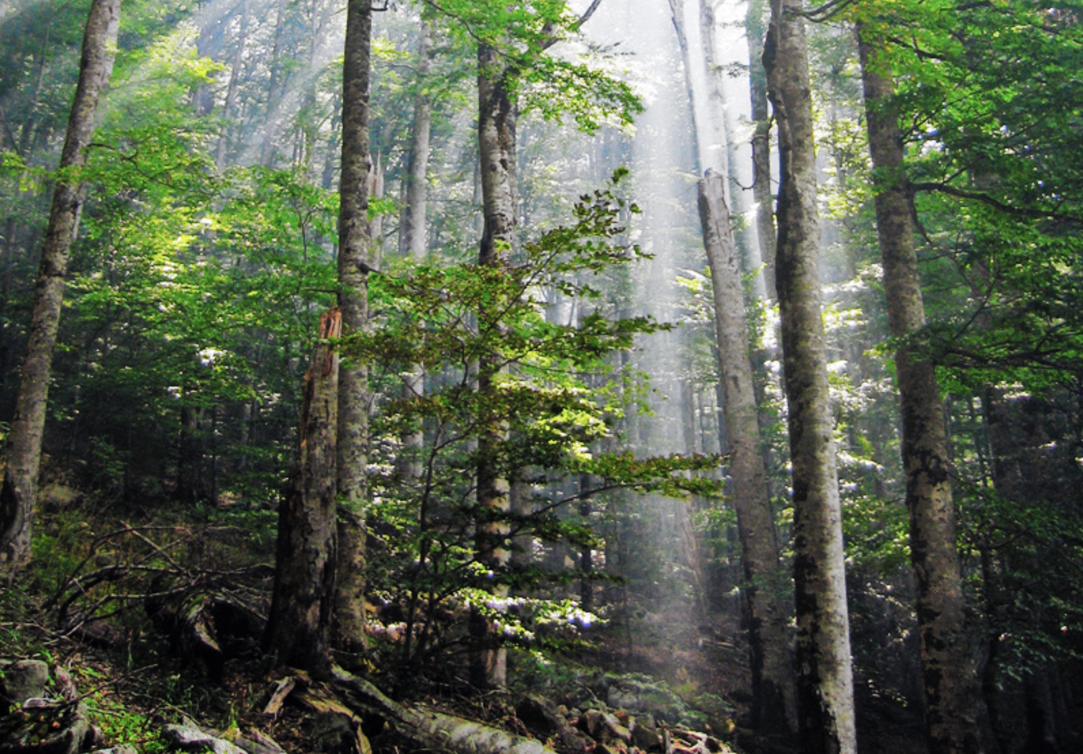 Old-growth European beech forest 